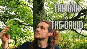 The Oak & The Druid
