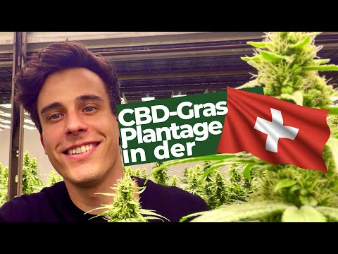 CBD Plantage in der Schweiz - So bauen Profis an!