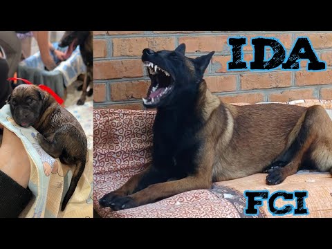 Vídeo: El malinois belga és un cobert?