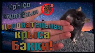 Бэкки - ЦЕЛОВАТЕЛЬНАЯ крыса! (Fancy Rats | Декоративные Крысы) Бэкки - ЦЕЛОВАТЕЛЬНАЯ крыса! (Fancy Rats | Декоративные Крысы)