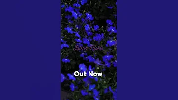 Blue Rose 