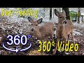 VR 360° White-Tailed Deer Feeding - You Control the View (Eps.#30)