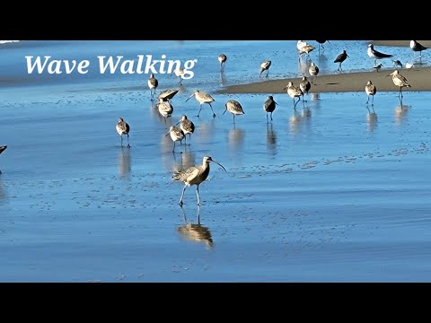 Video: Limantour Beach at Point Reyes - Bilmeniz Gerekenler