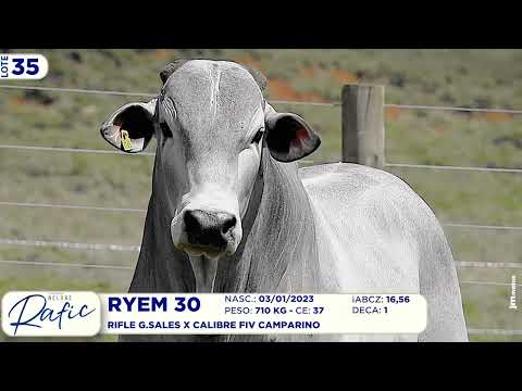 LOTE 35   RYEM 30