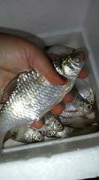 dapat ikan lampam