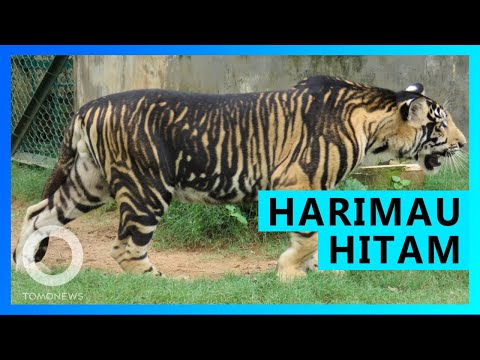 Video: Harimau Apa Yang Ditemukan Di India?