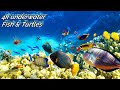 Under Red Sea 4K - 4k Sea Turtle & Coral Reef Video for relaxation - 4k Underwater Video Ultra HD.