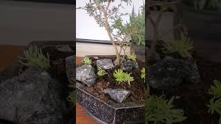 Making easy Bonsai Tree at Home ??. nature