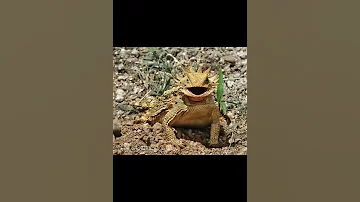 Солнечная рогатая ящерица