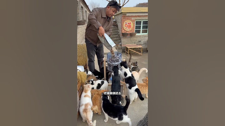 过年不在家也不用担心小猫饿肚子了 #流浪猫 #我和流浪猫的故事 #关爱流浪猫 #pidan猫粮 #猫咪视频