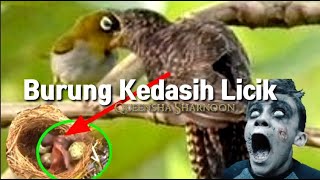 Burung Kedasih Licik