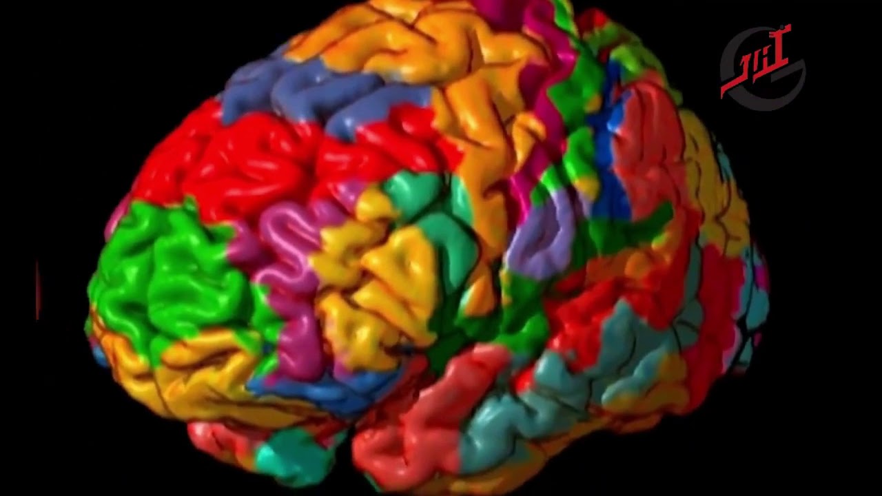 Color brain. Цветной мозг.