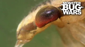 Mudeye vs Water Bug | MONSTER BUG WARS