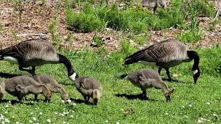 Geese (Ducks) residents enjoy sunny weekend in Lake Washington in Washington State USA