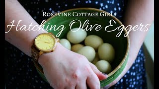 Hatching Olive Eggers: Adding Rainbow Layers To Our Flock Profile