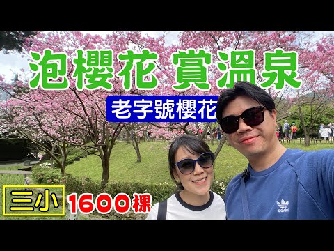 【賞櫻花 泡溫泉】三小時行程 陽明山 花鐘廣場 最新花況 湖底路 菁山休憩區 白磺泉