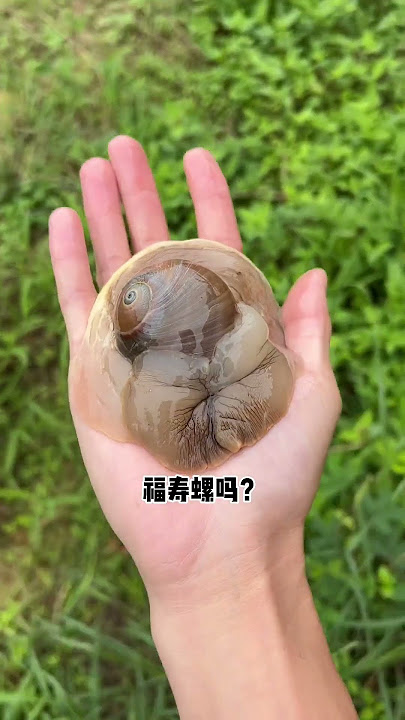 First time seeing a super big snail! | Chinese Mountain Forest Life and Food #Moo Tik Tok#FYP