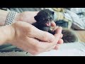 Кормим и моем новорожденного котенка / SANI vlog