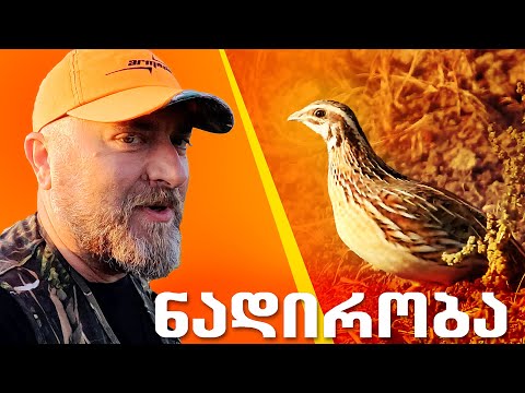 მწყერზე ნადირობა ბოდბის მინდვრებში