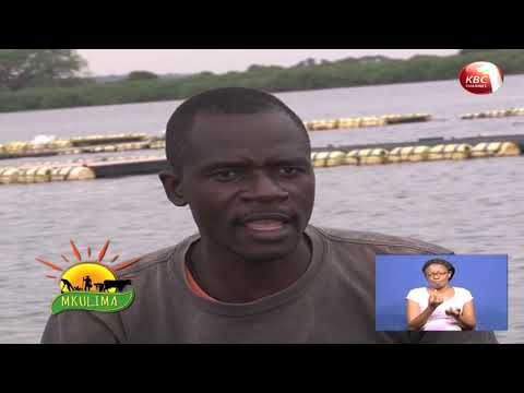Video: Siri Za Uvuvi: Ushughulikiaji Wa Mkulima Kwa Bream