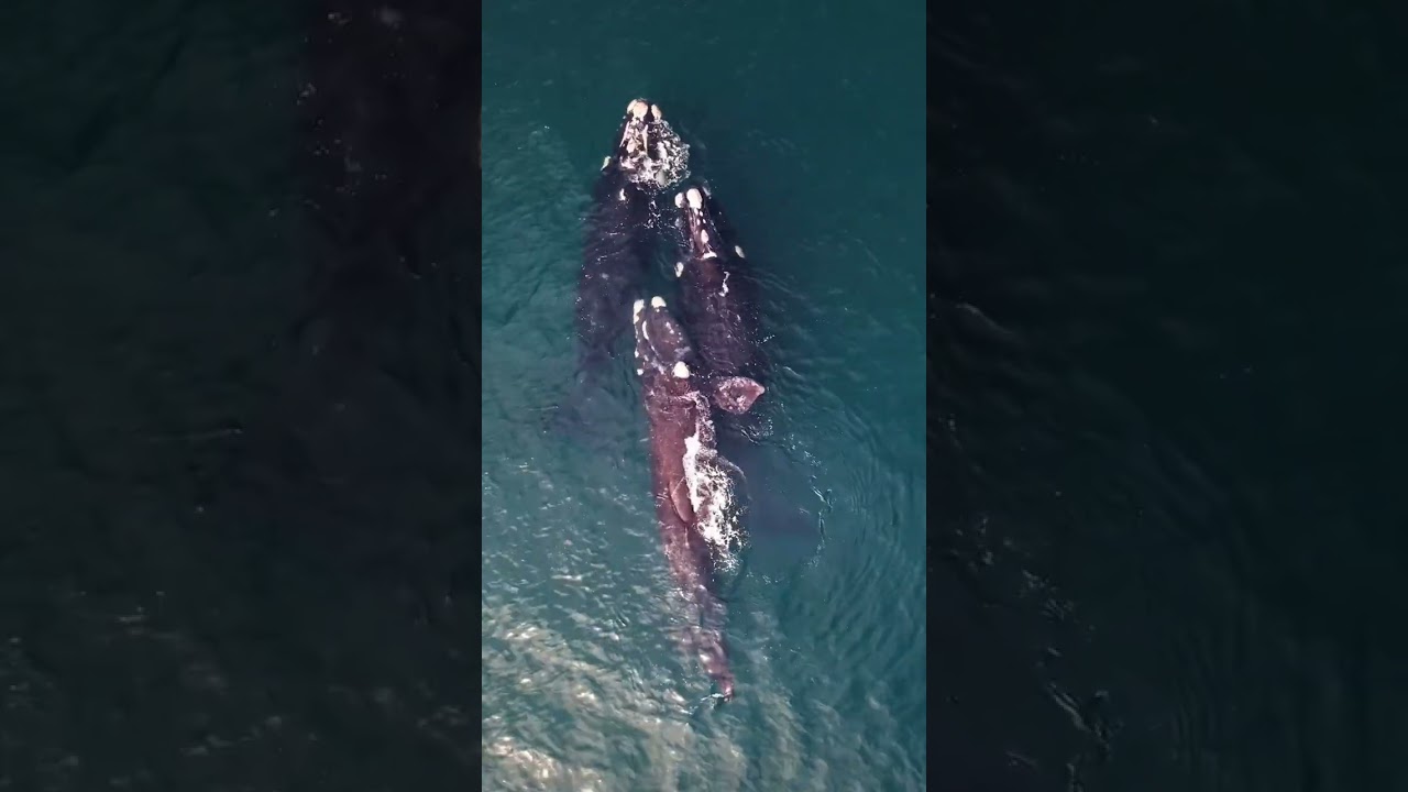 Miniatura de Ballena