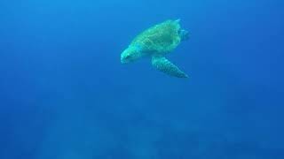 Loggerhead Turtle Frying Pan Tower