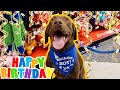 My Labrador's 6th Birthday Celebration!