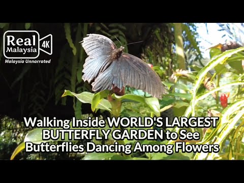 Video: The Niagara Parks Butterfly Conservatory: Ang Kumpletong Gabay