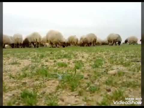 عزيز القلب والعين رحل مني موال حزين