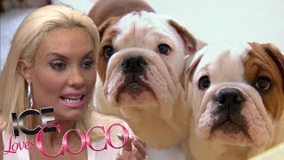 Full Episode: CoCo Prepares for Baby Spartacus Puppies S2E10 | Ice Loves CoCo on E! Rewind