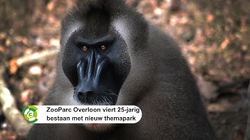 ZooParc Overloon viert 25-jarig bestaan met nieuw themapark