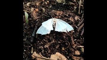 Cicada - Toll (demo)