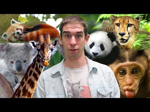 Vidéo: Quels Sont Les Plus Grands Zoos Du Monde