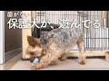 歯のない保護犬が、おもちゃを咥えた瞬間。楽しく遊ぶ姿に胸熱でした。【Day77】