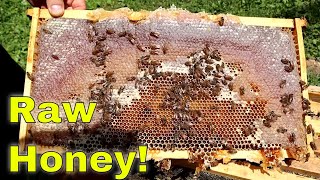 $1500 of Honey from 1 Hive of bees!