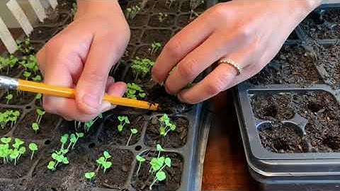 Transplanting Basil Seedlings