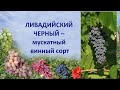 @Виноград Ливадийский черный. Винный виноград, мускат