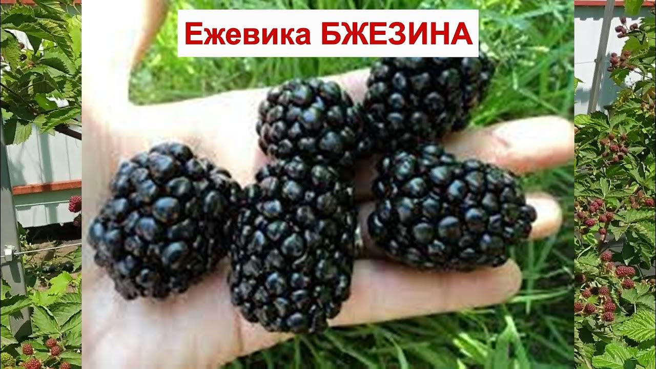 Ежевика бжезина описание сорта фото отзывы. Ежевика сорт Бжезина. Ежевика Бжезина куст. Сорт ежевики Бжезина (Brzezina). Ежевика Бжезина /сотка/.