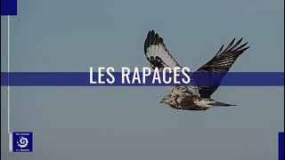 Observation de la faune dans le vallon de Rosuel (Partie 3)