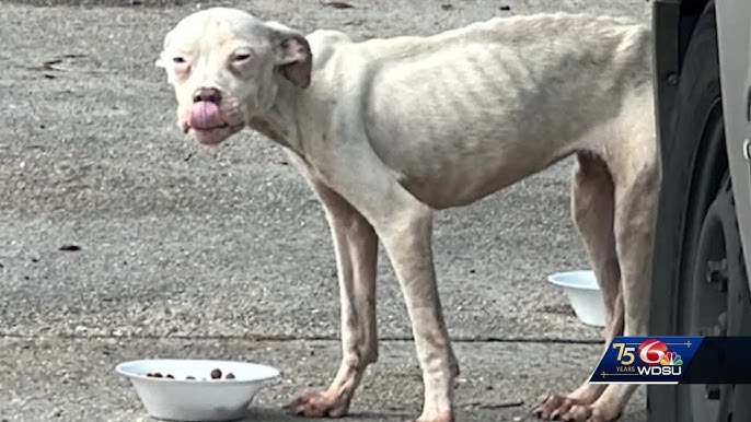 New Orleans East seeing influx of dogs dumped in neighborhoods - YouTube