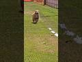 Golden Retriever running 26 MPH 🏁🐕🐾 #goldenretriever #fastcat #dogtraining #dogsports #dog