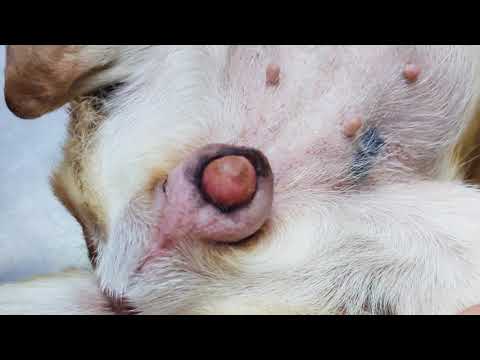 Видео: Инфекции ногтей для собак