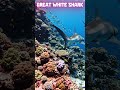 Why Great White Sharks Are Ocean Heroes #sharks