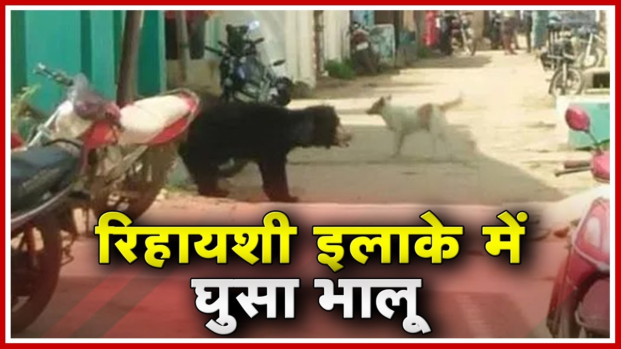 Kanker News CG : PWD Office के पास दिखा Bear | मौके पर पहुंचा Forest अमला
