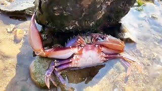 Treasures running out of the drain, big lobster, and a big crab basking in the sun