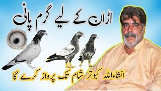 Kabootar Ke Parwaz Ka Nuskha Desi Parwzi Nuskha Ustad Tariq Gujjar