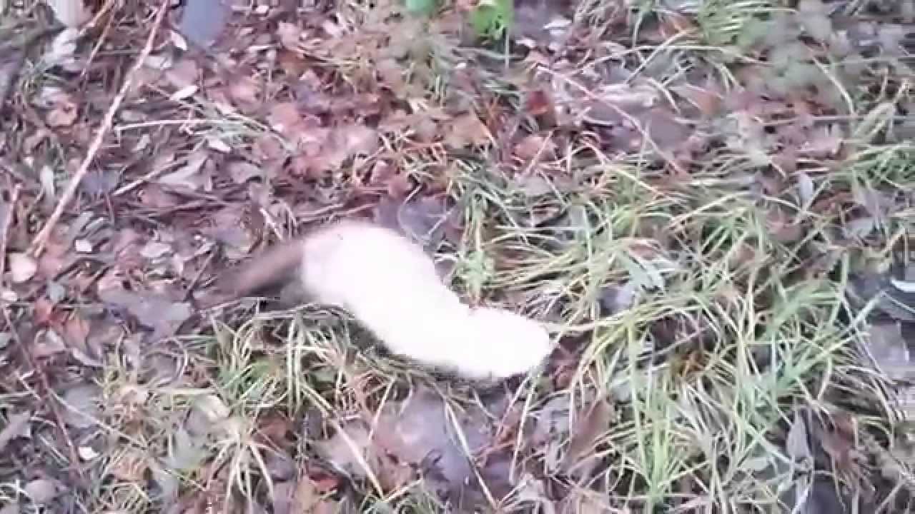 Curioso Hurón Blanco en Barcena de Ebro (Valderredible) Cantabria