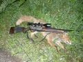 Fox hunting 2013