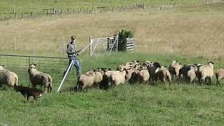 2024 WINTER Australian Working Stock Dog Auction  LOT 208 WALLY