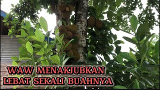 Eps29 WAU MENGEJUTKAN POHON NANGKA INI SANGAT LEBAT BUAHNYA